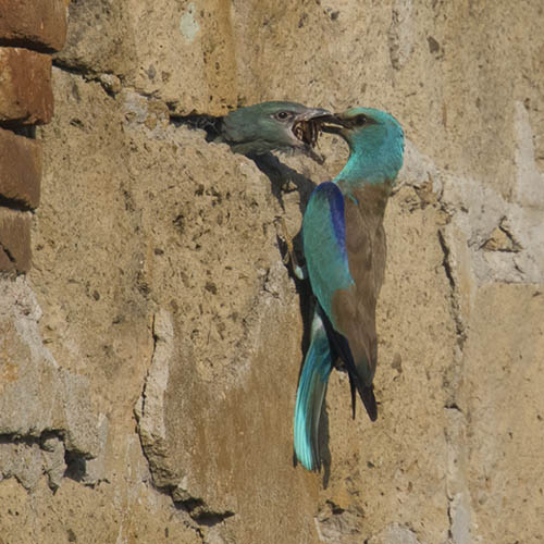 Incontri con la natura