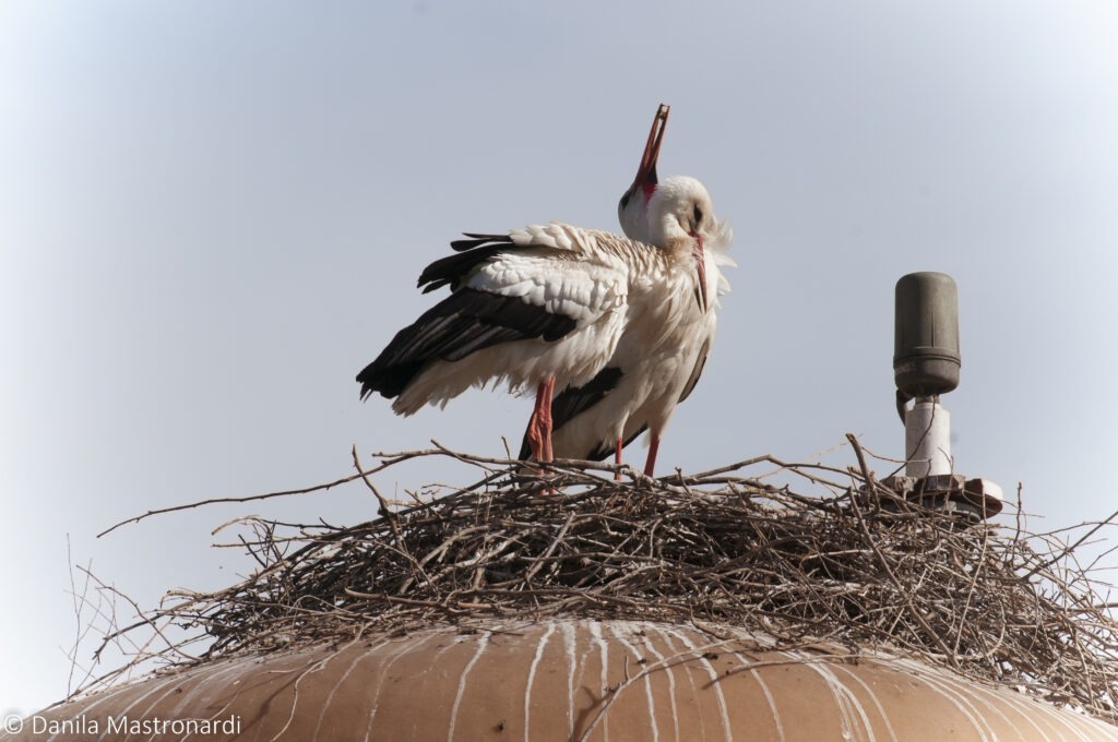 Cicogna bianca. Foto di Danila Mastronardi