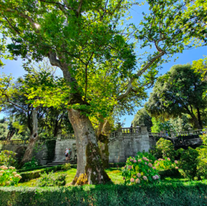 Parco di alberi